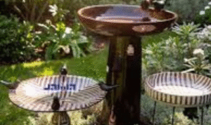 How can placing a shallow water dish for birds add more life to a small balcony garden