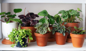 What difference does sweeping fallen leaves regularly make to the health of potted plants